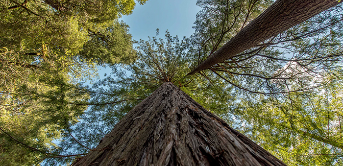 Redwood National Park, CA